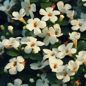 bacopa
