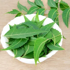 Moringa